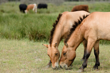 Two przewalski horses grazing in summer pasture, close-up of muzzles with copy space