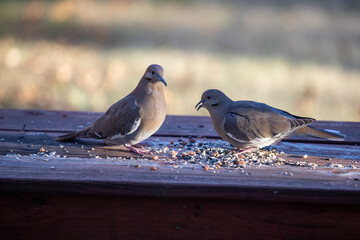 Two mourning doves feeding on nuts and seeds