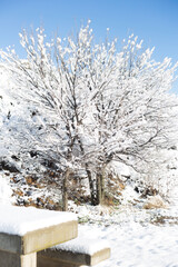 Parque Muel Zaragoza en invierno con nieve, España, parque nevado, arboles con nieve, turismo, españa