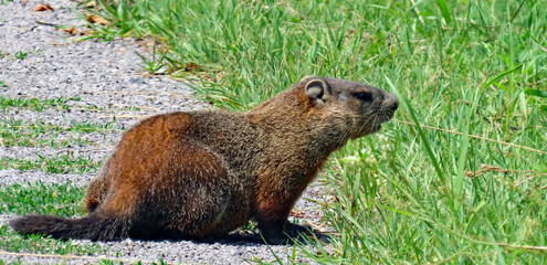 Close-up of a groundhog that is sitting on an old dirt road on a bright sunny day in July with a blurred background.