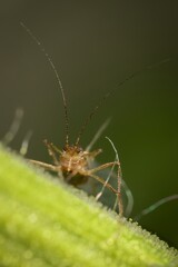 aphid from the front  on the grass