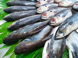 Fresh Fish from the sea to your table, Grouper, Snapper, Ice, Sea, Fishing
