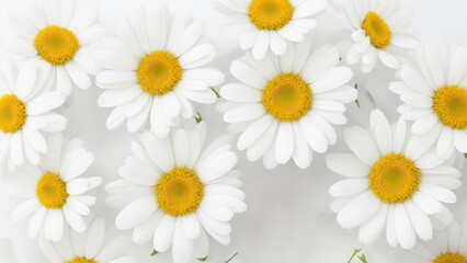 Beautiful Daisy flowers on white surface
