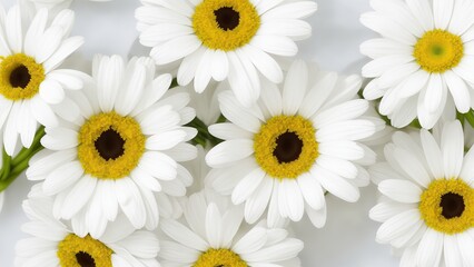 Obraz premium Beautiful Daisy flowers on white surface