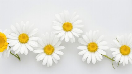 Fototapeta premium Beautiful Daisy flowers on white surface