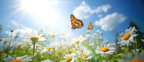 Butterflies gracefully float on white flowers among green nature, beneath an open sky with a...
