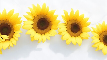 Beautiful Sunflowers on white surface