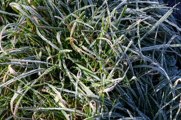 Frosted grass on a winter's morning.