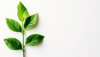 Concept of Sustainability in Design: Ensuring a Greener Tomorrow