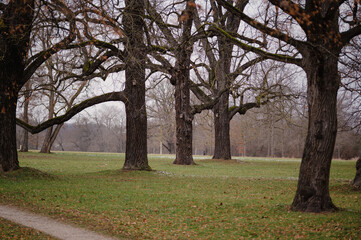 Winterliche Baumkronen in einem Park