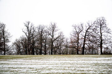 Winterliche Baumkronen in einem Park