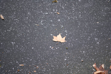 Ahornblatt liegt auf dem Asphalt