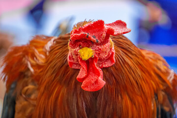 The great indian colorful male rooster chickens close up face portrait with skin texture detail, feather details, beak detail. Indian Male Red jungle fowl or Gallus gallus at tamilnadu, south india.
