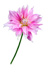 Pale pink delicate dahlia flower isolated on white background close up. Floral design or festive pattern of greeting card. Beauty and perfection of nature