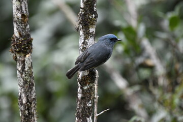 Dull Blue Flycatcher in Horton Plains