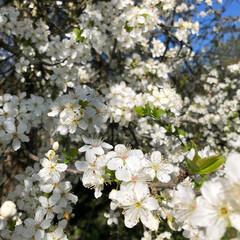 Fleur blanche prunelier