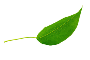 Fototapeta premium Green leaf isolated. Plum leaf on white background.