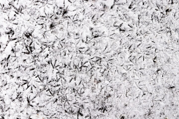 Bird tracks in the snow. The birds walked through the snow leaving footprints behind them
