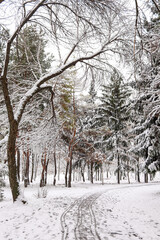 Path in a winter snowy park, trees and fir trees in a winter park