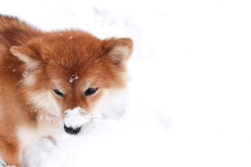 Portrait of a Shiba Inu dog with snow on its nose. Beautiful red shiba inu dog in a snowy park