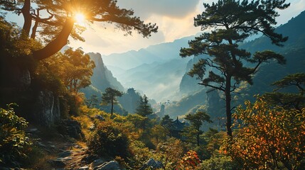 Pine forest  in the mountains at sunrise, China. - obrazy, fototapety, plakaty