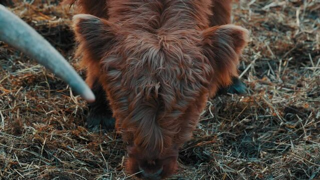 Cinematic footage, Beautiful horned Highland Cattle at Sunrise on a Frozen Meadow, highland cow and calf, A heard of Norwegian highland cattle graze in a rocky pasture