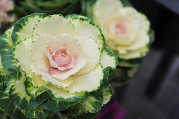 flowers decorative cabbage close-up