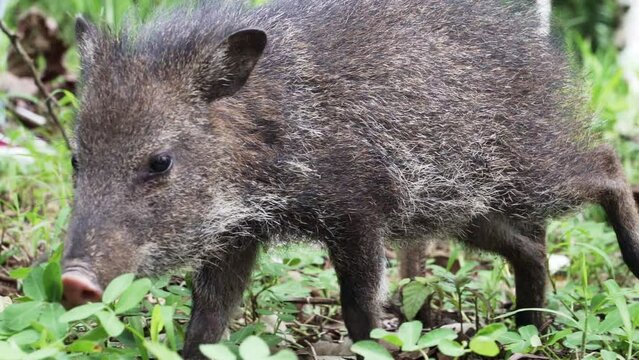baby collared peccary foraging in the rainforest.