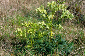 Helleborus foetidus, Ellébore fétide