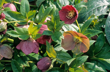 Helleborus x rouge, Ellébore