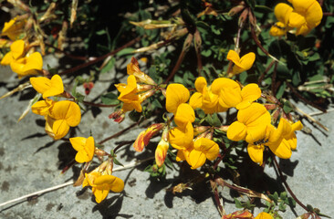 Lotus corniculatus, Lotier corniculé