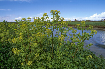 Smyrnium olusatrum , Maceron cultiv&eacute;, Marais salants, Ile de Noirmoutier, 85, Vend&eacute;e, France