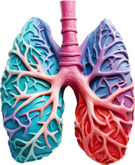 Colorful Anatomical Model of Human Lungs