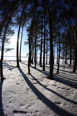 Będowska Desert, in winter, Dąbrowa Górnicza, poland