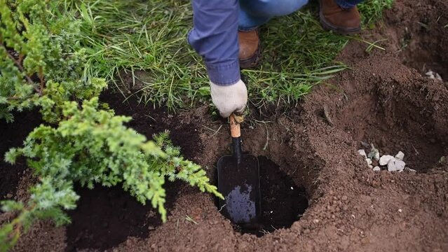 Man planting juniper plants in the yard. Seasonal works in the garden. Landscape design. Landscaping. Ornamental shrub juniper.