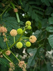close up of a tree cone shap flower