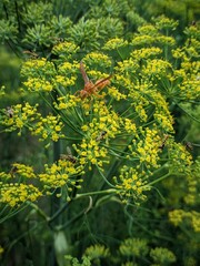 A wasp on green flower in the garden
