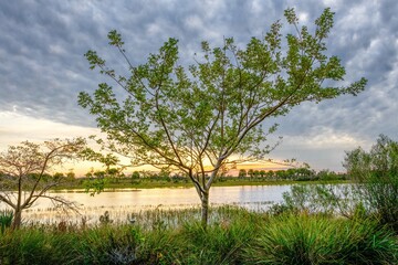 Sunset at a serene wetland park with a solitary tree, ideal for environmental campaigns, peaceful living articles, and nature guides.