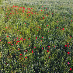 Fototapeta premium Red poppies on a wheat field on a sunny day, aerial view. Background.