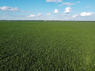 Huge cornfield on a sunny summer day, aerial view. Blue sky over green farm field, landscape.