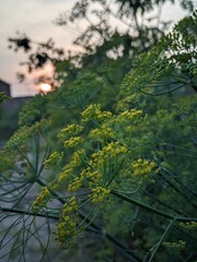 rural tree leaves in the sun