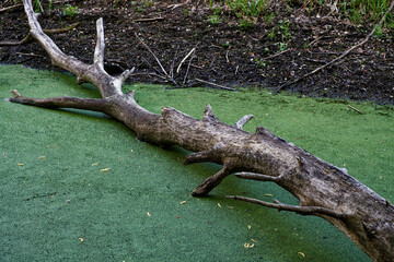 The image shows a dead tree limb on algae.