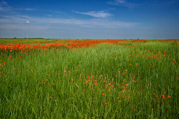 Poppies and grass fill the landscape, a clear sky above.