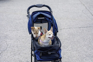 Two small dogs in a special stroller for animal © Denny