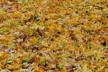 Jesienny dzień w lesie. Ziemia pokryta jest grubą warstwą opadniętych, suchych liści. - obrazy, fototapety, plakaty