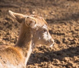 baby deer