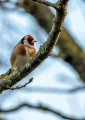 Dublin's Gilded Gem - European Goldfinch (Carduelis carduelis) in Killiney