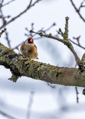 Dublin's Gilded Gem - European Goldfinch (Carduelis carduelis) in Killiney