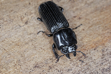 Lucanidae beetle (Stag beetles) of genus Figulus found on the island of Mauritius.