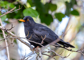 Phoenix Park's Songster - Male Blackbird (Turdus merula) in Dublin